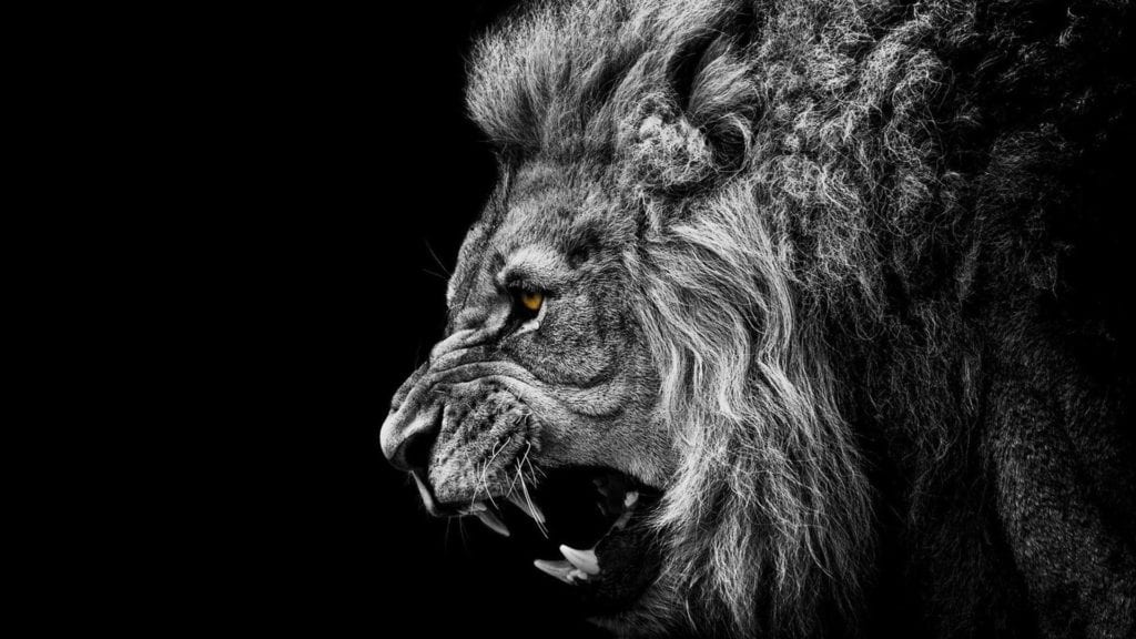 A lion's head profile whith colored eye , the body is black and white