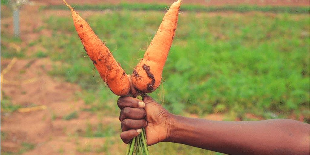 image de carottes les jardins chez marlène